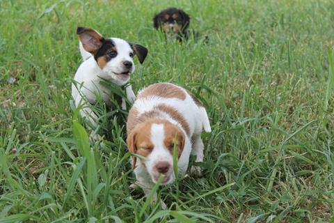 Kira e due fratelli